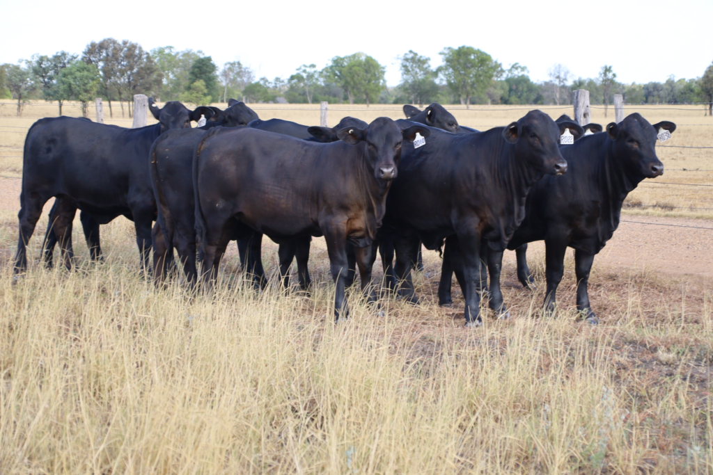 black-cows-2